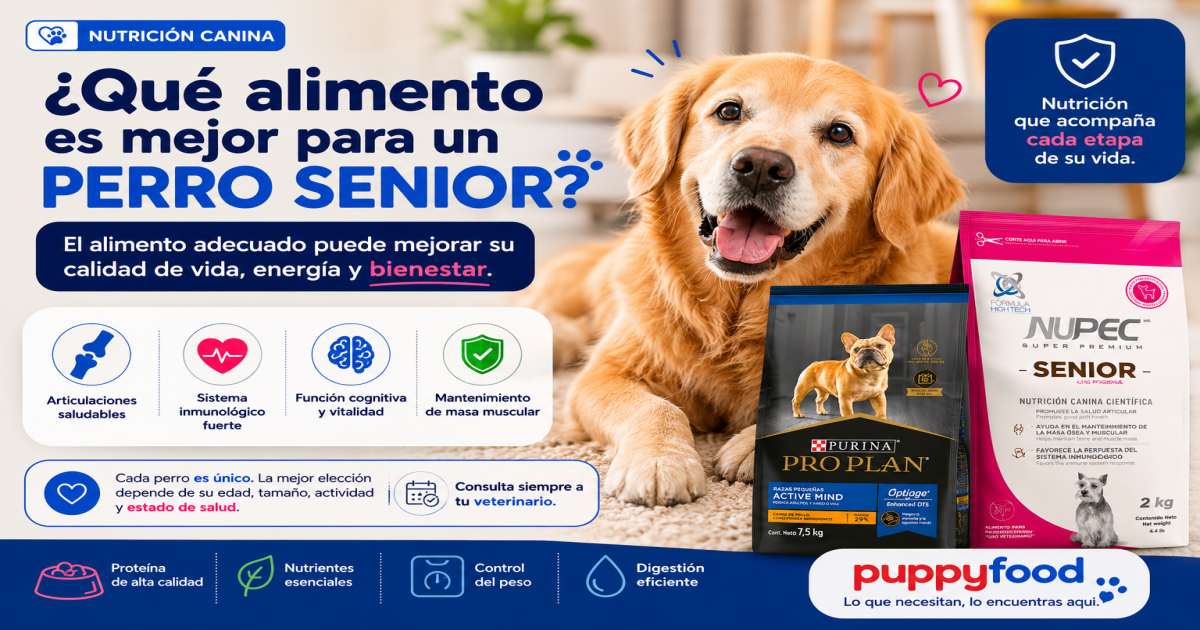¿Qué alimento es mejor para un perro senior?