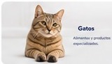 Gatos